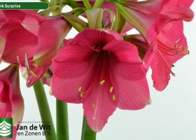 hippeastrum Pink Surprise (2)